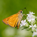Meske's Skipper - Photo (c) Brad Moon, all rights reserved, uploaded by Brad Moon
