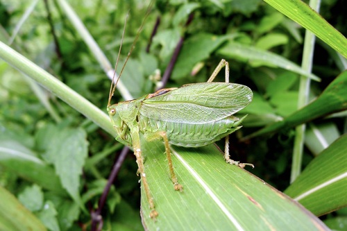 Tettigonia ussuriana Uvarov, 1939
