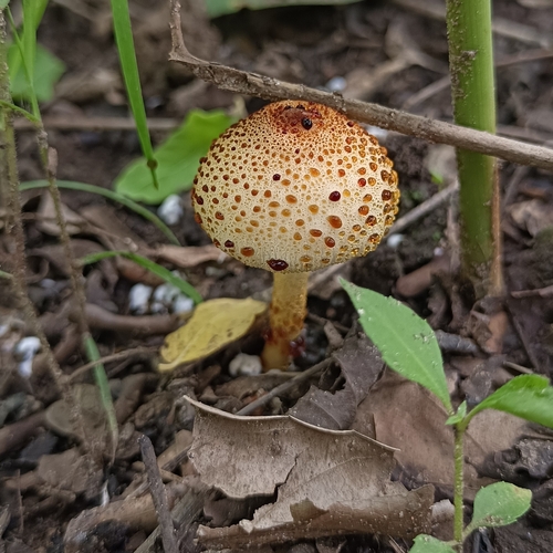 Candelolepiota sinica