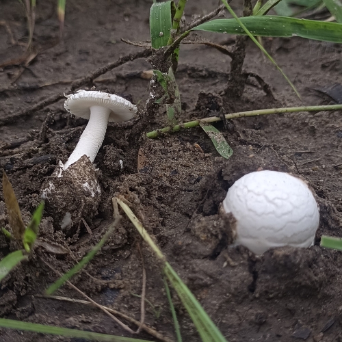 Amanita subviscosa