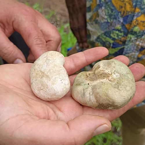 Afrocastellanoa ivoryana