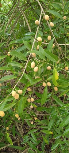 Opilia amentacea