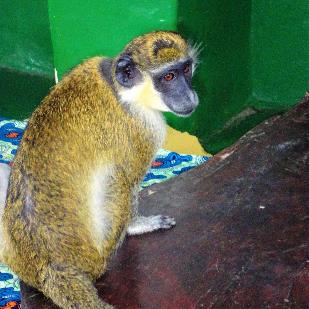 Mono verde (Chlorocebus sabaeus) · NaturaLista Colombia