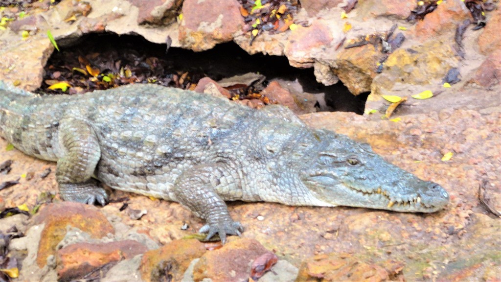 Cocodrilo del Desierto (Crocodylus suchus) · iNaturalist Ecuador