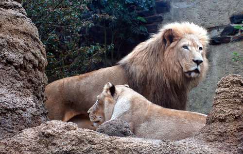 Transvaal Lion (subspecies Panthera Leo Krugeri) · Inaturalist