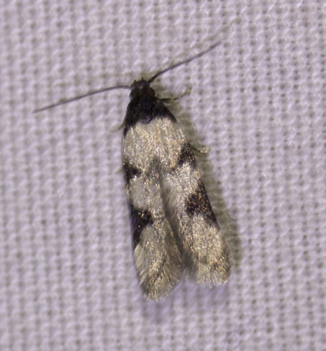Taygete decemmaculella (Chambers, 1875)