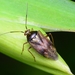 European Tarnished Plant Bug - Photo (c) WonGun Kim, all rights reserved