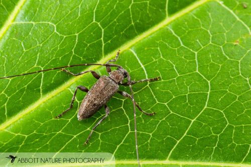 Eutrichillus biguttatus (LeConte, 1852)