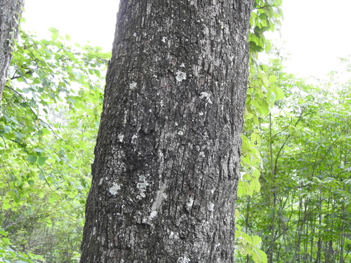 Quercus clivicola