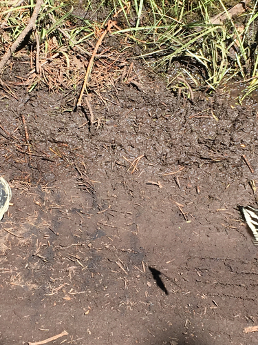iNaturalist observation photo of Pale Swallowtail