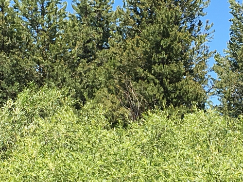 iNaturalist observation photo of Calliope Hummingbird