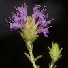Spanish Oregano - Photo (c) Joao Tiago Tavares, all rights reserved, uploaded by Joao Tiago Tavares