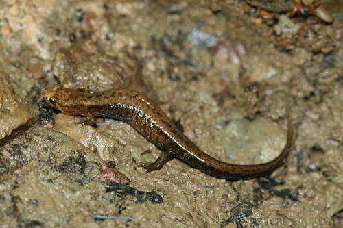Allegheny Mountain Dusky Salamander