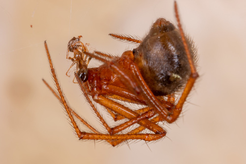 Red House Spider