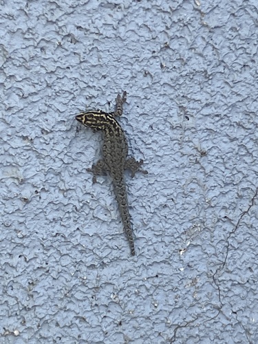 Kenya Dwarf Gecko