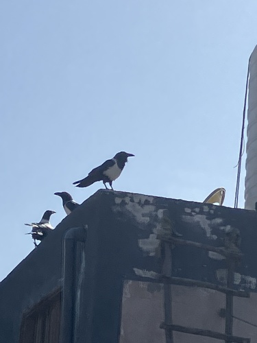 Pied Crow