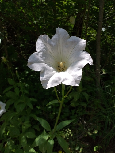 Giant Bellflower (Ostrowskia magnifica)