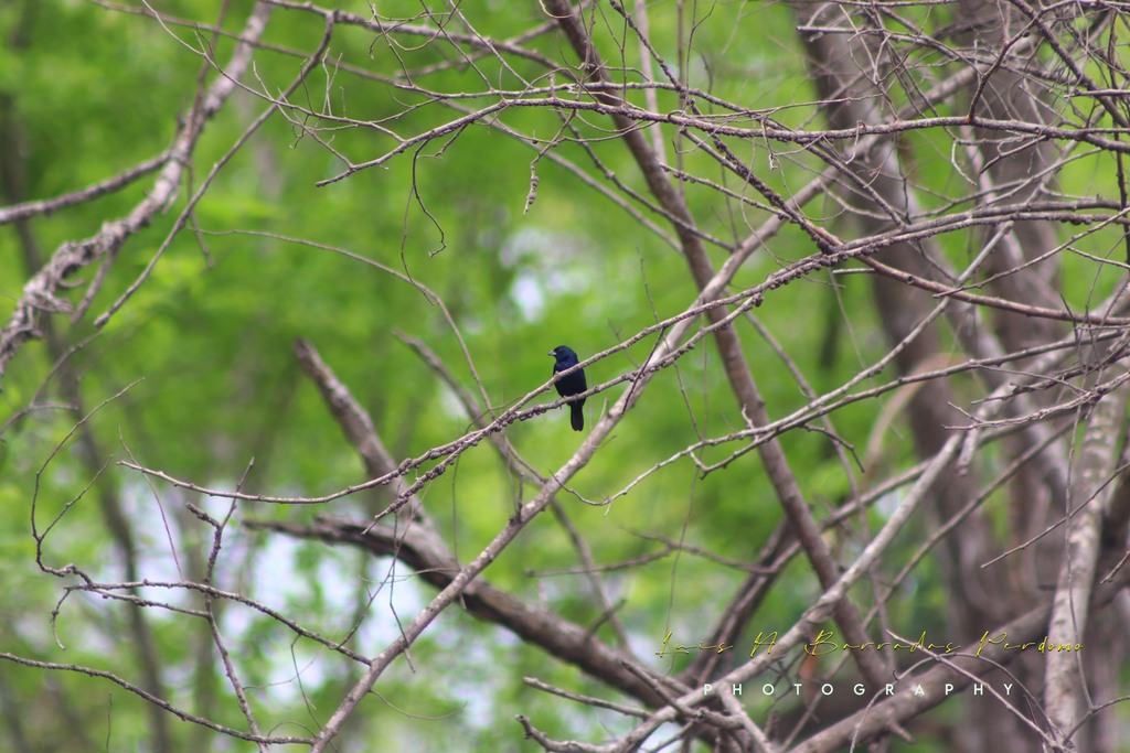 Blue Black Grassquit From Veracruz M Xico On July 4 2024 At 12 00 PM   Large 