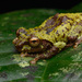Green Bush Frog - Photo (c) Chien Lee, all rights reserved, uploaded by Chien Lee
