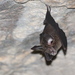 Large-eared Horseshoe Bat - Photo (c) Carlos N. G. Bocos, all rights reserved, uploaded by Carlos N. G. Bocos