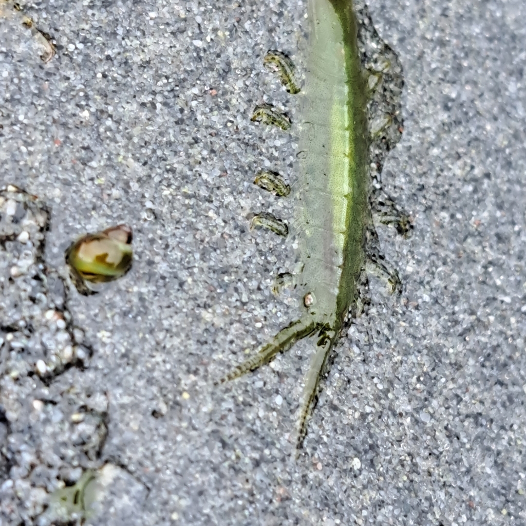 Eelgrass Isopod from 63RD Ave SW & Beach Dr SW, Seattle, WA 98116, USA ...