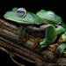 Borneo Flying Frog - Photo (c) Chien Lee, all rights reserved, uploaded by Chien Lee