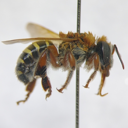 Melipona quinquefasciata Lepeletier, 1836