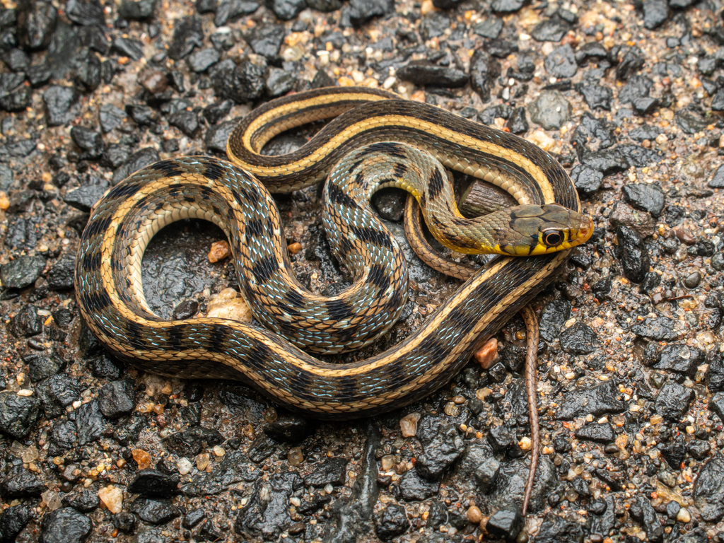 Buff Striped Keelback in July 2024 by Aadit Patel · iNaturalist