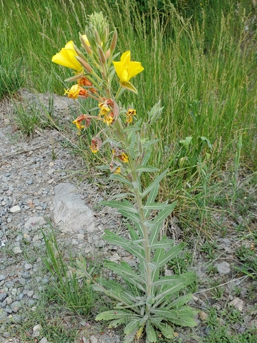 Hooker's Evening Primrose