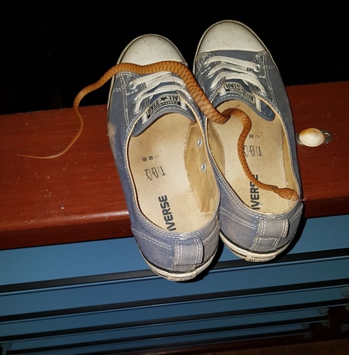 Brown Tree Snake sighting