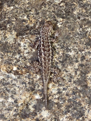 iNaturalist observation photo of Common Sagebrush Lizard