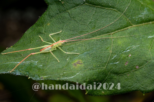 Macroteratura megafurcula