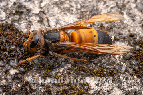 Southern Giant Hornet