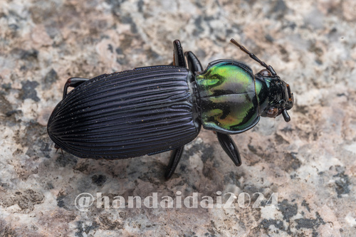 Lesticus auricollis