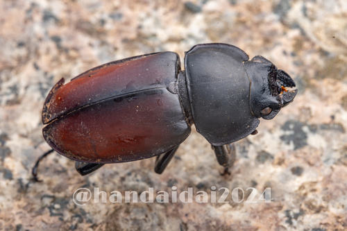 Neolucanus sinicus