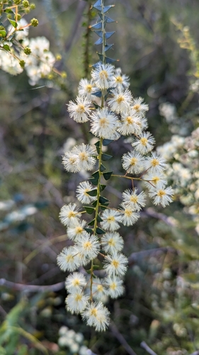 Acacia hubbardiana Pedley