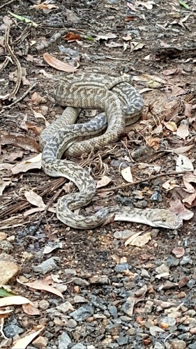 Australian Scrub Python sighting