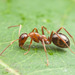 Uncertain Field Ant - Photo (c) Clarence Holmes, all rights reserved