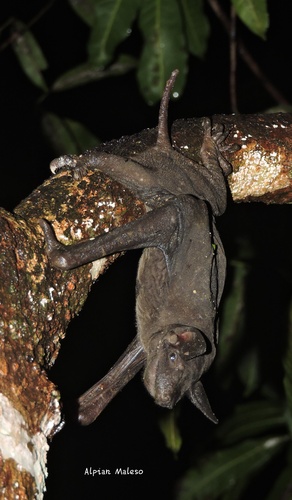Lesser Naked Bat (Cheiromeles parvidens) — Least Concern Mammalia