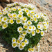 Glacier Crowfoot - Photo (c) 异草志, all rights reserved, uploaded by 异草志