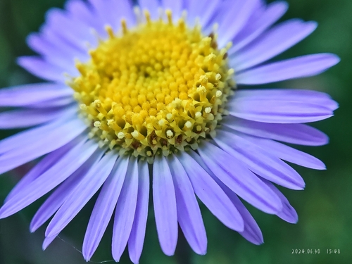 Aster yunnanensis