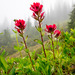 Magenta Paintbrush - Photo (c) Dan Hershman, all rights reserved, uploaded by Dan Hershman