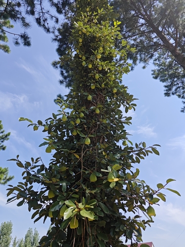 Climbing fig