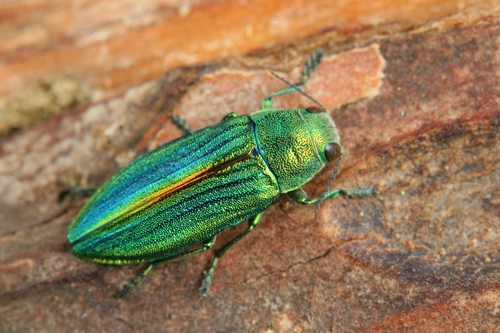 Buprestis splendens