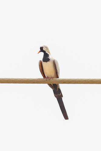 Namaqua Dove