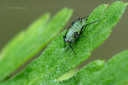 Tarragon Aphid
