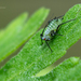 Mugwort Aphid - Photo (c) criptas, all rights reserved, uploaded by criptas