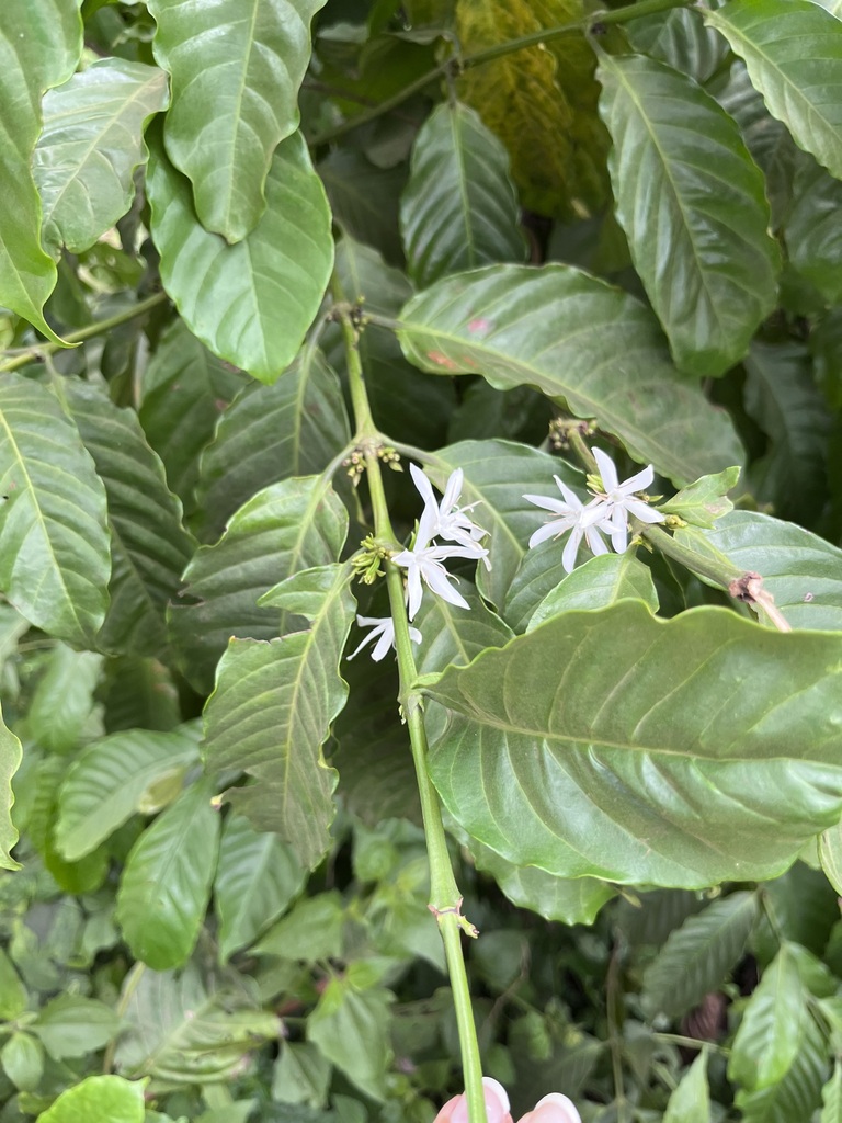 Robusta Coffee (Coffea canephora)  iNaturalist