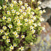 Musky Saxifrage - Photo (c) 异草志, all rights reserved, uploaded by 异草志