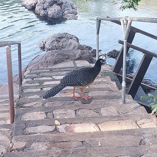 Bare-faced Curassow